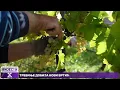 Download Lagu Počela berba žilavke u Carskim vinogradima Vukoje