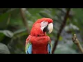 Lagu 30 minutes relaxing music, whispering bird sounds / Relaxing Viewsic