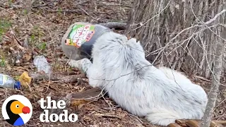 Dog Spends 7 Days Trapped In Jar Before Drone Helps Save Him | The Dodo