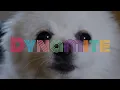 BTS - Dynamite Dog Cover