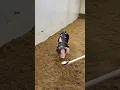 33-1 spot boar