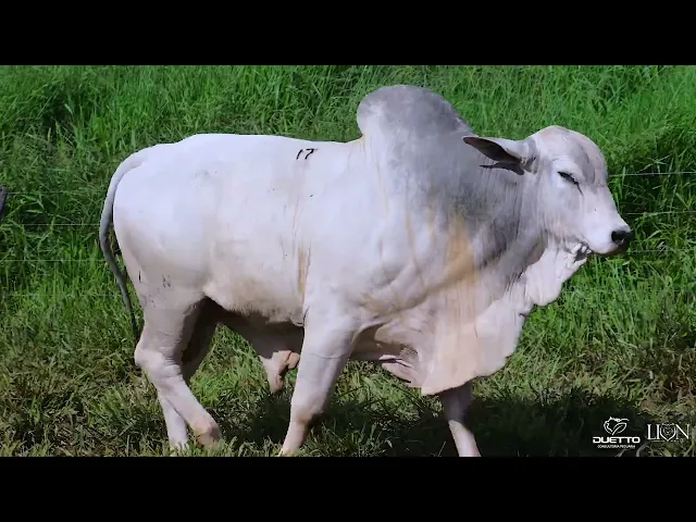 Reprodutor Nelore LION-2582