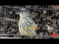 Download Lagu PIKAT SUARA BURUNG Bayeman Ampuh