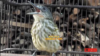 pikat suara burung bayeman ampuh