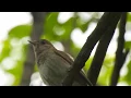 Download Lagu Thrush Nightingale singing in Kazan Tatarstan 08 June 2017