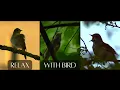 🌿 8H Thrush Nightingale Singing 🌿 Bird Sounds for Deep Sleep, Relaxing & Focus