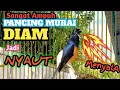 Download Lagu Suara Kicauan burung murai Gacor, Pasti Ampuh Pancing Murai DIAM JADI NYAUT DAN EMOSI!KRETEKAN GACOR
