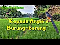 Download Lagu Kepada Angin dan Burung-burung (Franky \u0026 Jane) || Alam Pedesaan