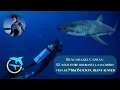 Download Lagu 🎙️ Mike Bolton: A los 82 sigue buceando con tiburones | Bitácora del Capitán