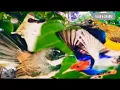 Download Lagu 🔴 SUARA BURUNG RIBUT KOMBINASI PIKAT 100% AMPUH SOGON || TRUCUK || PRINJAK || SIKATAN ‼️