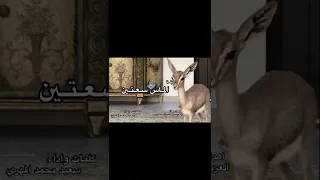 سعيد محمد المهري زفة الماس سعتين 2025 