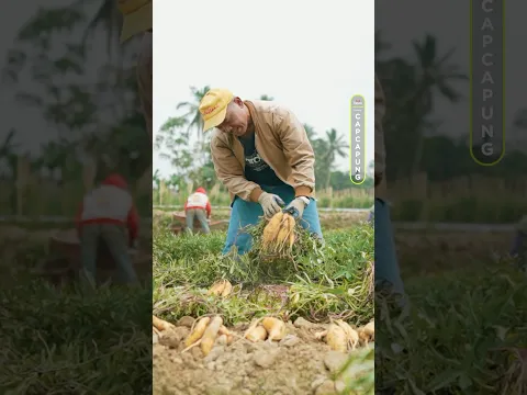 PULANG MAGANG DARI JEPANG SUKSES USAHA UBI MADU