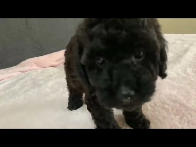 動画