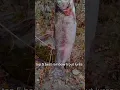 Download Lagu 5 umpan ikan trout pelangi terbaik #memancing #pemancing #kehidupanmemancing #ikanairtawar #tipsmemancing #ikan trout