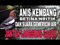 Lagu anis kembang betina nritik disertai suara gemericik air untuk terapi !!!