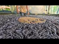 Download Lagu Rumah Ikan di | Budidaya Ikan di Tangki Semen Beton di Halaman Belakang Anda