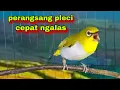 Download Lagu Suara Pleci Bustomi Gacor Perangsang Pleci Lain Cepat Ngalas.Pleci Gacor