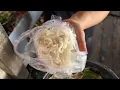 Lagu MIE CENDOL INI 20 RIBU TERNYATA DI WARUNG AMOI !