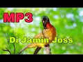 Download Lagu Suara Burung Kutilang Emas Ribut Buat Mikat dan Pancingan