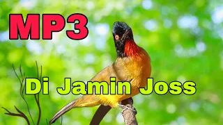 Download Suara Burung Kutilang Emas Ribut Buat Mikat dan Pancingan MP3