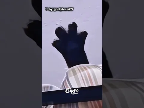 Gatito con calambre #viral