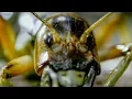 Download Weirdest Creepy Crawly Moments | Top 5 | BBC Earth mp4 3gp mp3 videos - waplic