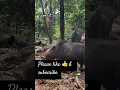 Download Lagu Forest soar #forest #suar  #animals #forest animals #youtubevairal #youtubrshorts #big