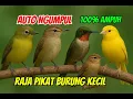 Download Lagu SUARA PIKAT SEMUA BURUNG KECIL MP3 PALING AMPUH! RAJA PIKAT BURUNG AUTO NGUMPUL @kartojoyovlog
