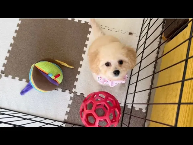 動画
