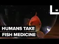 Humans are taking fish medicine