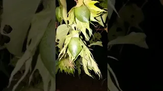 قطن طويل التيلة 