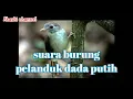 Download Lagu Suara burung pelanduk dada putih mp3