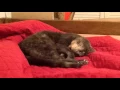 Cat Twitches as She Falls Asleep Hypnic Hypnagogic Jerks -