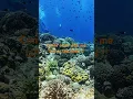 Download Lagu Come swim with me !! #오키나와 #okinawa #scubadiving #힐링여행 #padi #naha #나하