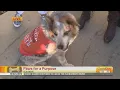 Paws for a Purpose - Elk Grove