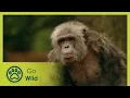 Download Lagu Animal Politics - Animals Like Us 4/11 - Go Wild