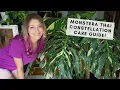 Thai Constellation Monstera Care All About My Thai Plants