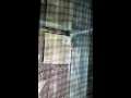 Black widow vs wolf spider