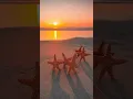 Lagu Sepasang bintang laut terlihat di pantai berpasir saat matahari terbenam
