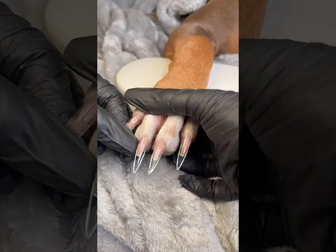 Lets Do A Nail Set On Snoh 🕷️🐈‍⬛🖤🐍  #asmr #asmrvideo #cute #viral