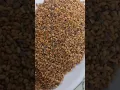 Download Lagu difference between methi Dana and methre | fenugreek seeds #viral #shorts #fenugreek