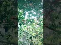 Download Lagu lagu yg lagi viral di tiktok tapreh lon gisa 2