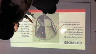 Anatomía Debtaria 19 de Mayo