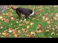 Boggle dog escapes