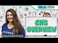 Brain Central Nervous System CNS Overview