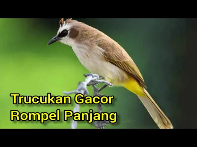 Download MP3 Suara Burung Trucukan Gacor Untuk Pancingan & Masteran Burung Trucuk Bahan Agar Cepat Gacor & Rompel