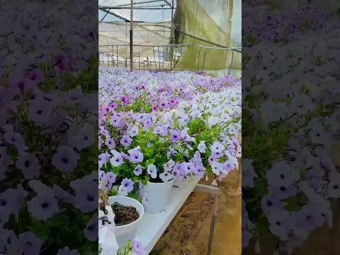 Beautiful flowers status video.🪴💐 #shorts #flowers #vairal