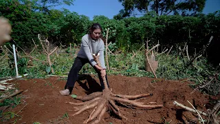 A single Cassava Root yields 5KG of Starch, The Best Things are Hidden in the Soil!
