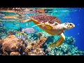Download Lagu Nomierinoša mūzika nerviem 🌿 Dziedinoša mūzika sirdij un asinsvadiem, relaksācija, mūzika dvēselei