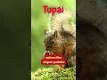 Download Lagu Tupai #shorts